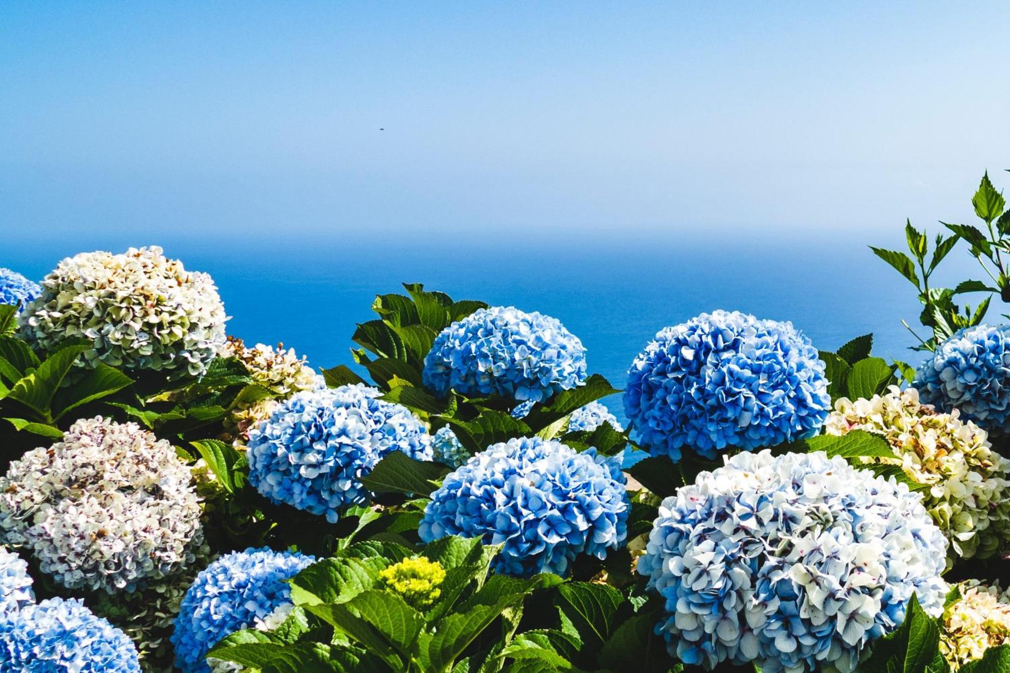 Ourmadeira - Seaview Apartment, Countryside Calheta  Luaran gambar